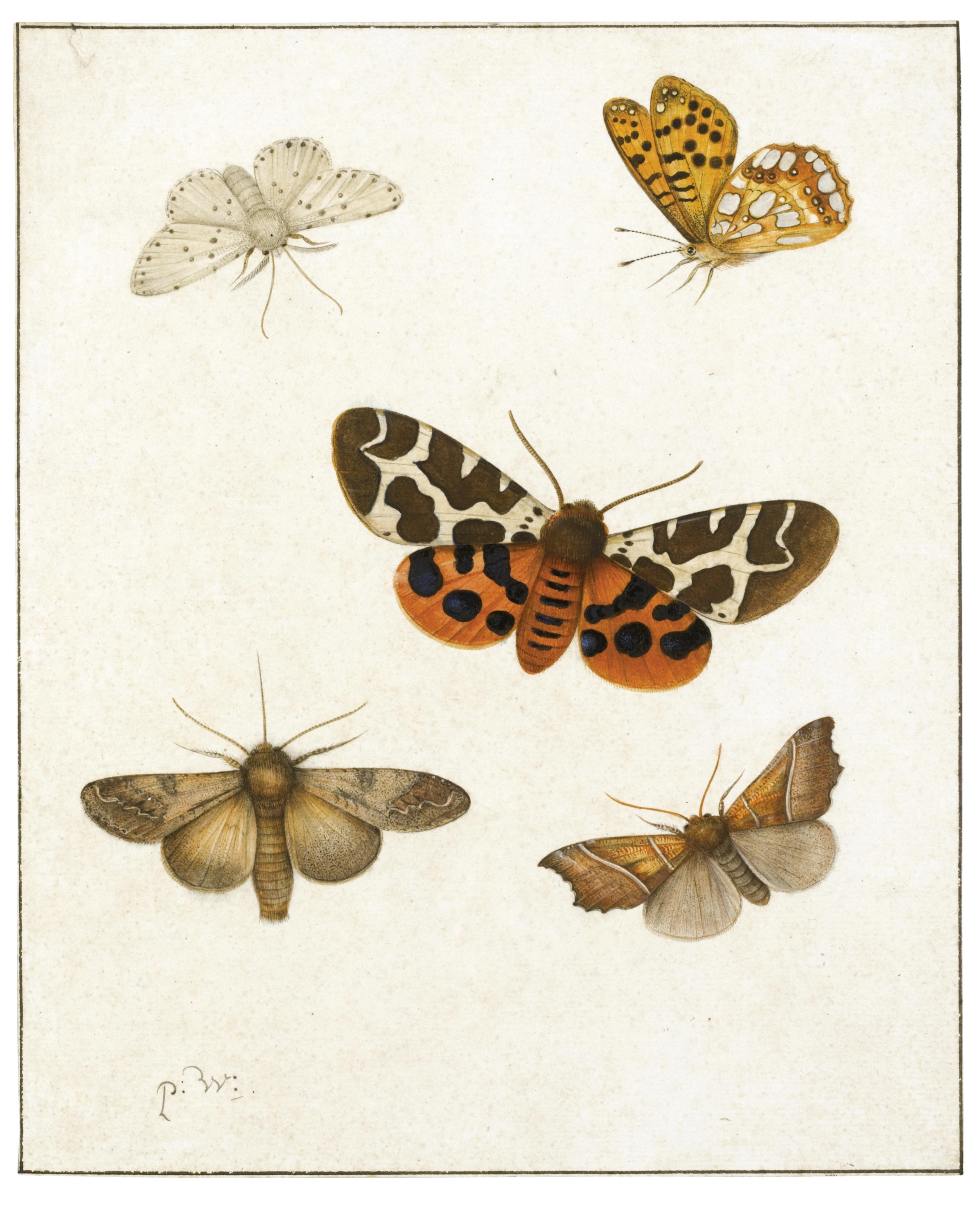 Pieter Withoos - Studies Of Butterflies And Moths