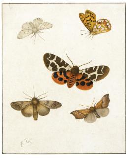 Pieter Withoos - Studies Of Butterflies And Moths