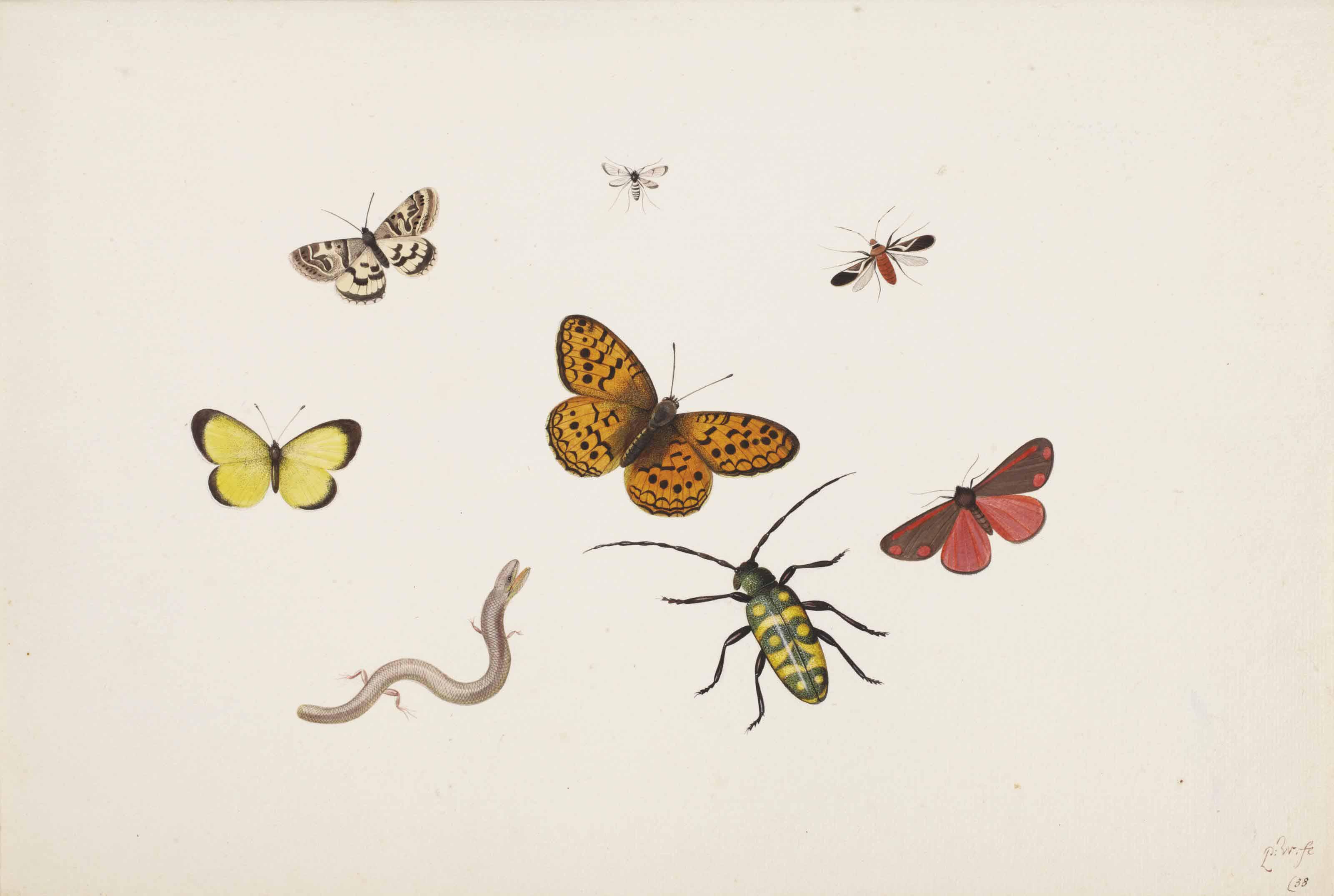 Pieter Withoos - Studies Of Butterflies, Moths, Flies, A Beetle And A Slowworm