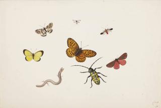 Pieter Withoos - Studies Of Butterflies, Moths, Flies, A Beetle And A Slowworm