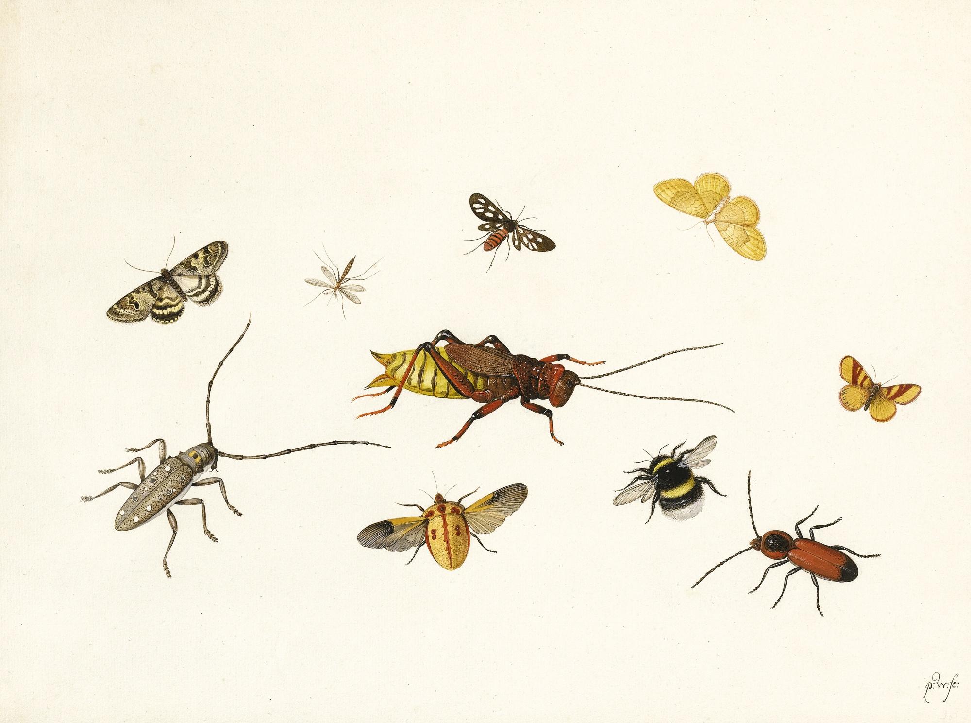 Pieter Withoos - Studies Of Insects, Including Two Long-Horned Beetles (Batocera Octomaculata And Eurycephalus Maxillosus), A Nine-Spotted Moth (Amata Phegea), A Yellow-Shell Butterfly (Camptogramma Bilineata) And A Bumblebee (Bombus Hortorum)