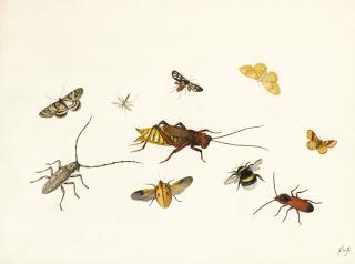 Pieter Withoos - Studies Of Insects, Including Two Long-Horned Beetles (Batocera Octomaculata And Eurycephalus Maxillosus), A Nine-Spotted Moth (Amata Phegea), A Yellow-Shell Butterfly (Camptogramma Bilineata) And A Bumblebee (Bombus Hortorum)