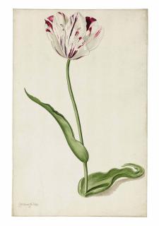 Pieter Withoos - Study of a tulip