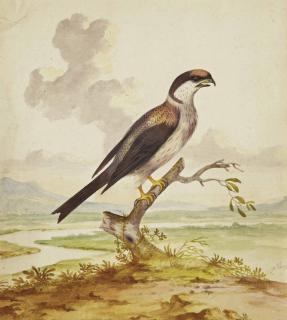 Pieter Withoos - Une Pie-grièche dans un paysage