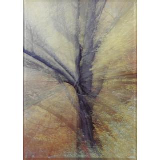 Piotr Uklanski - Untitled (Zoom Tree)