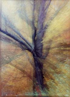 Piotr Uklanski - Untitled (Zoom Tree)