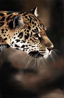 Pip Mcgarry - Jaguar