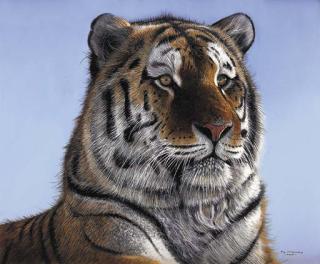 Pip Mcgarry - Siberian Tiger
