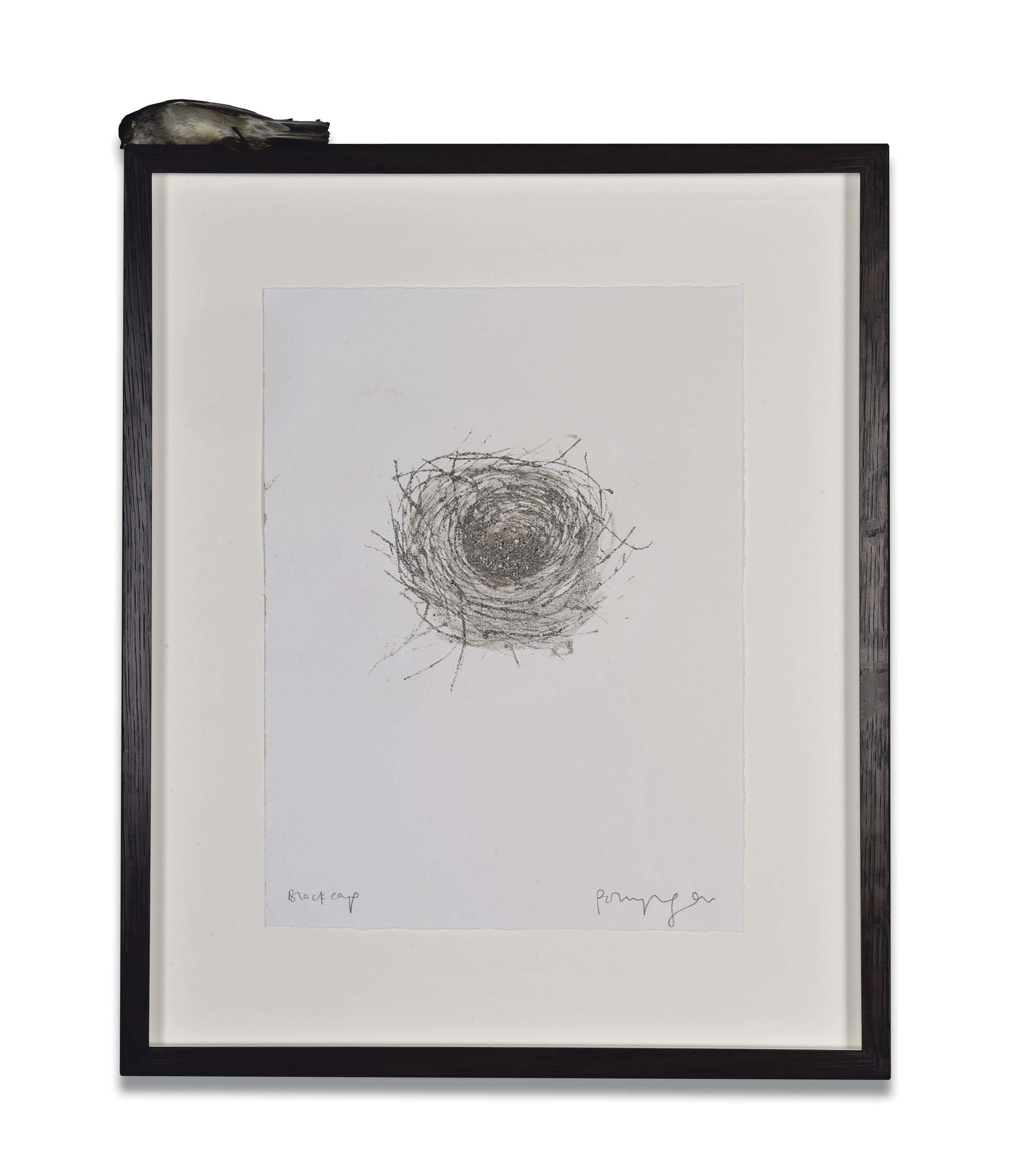 Polly Morgan - Blackcap