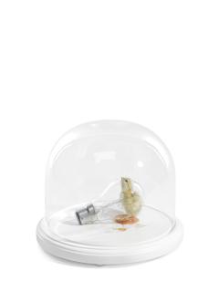 Polly Morgan - Sunny Side Up