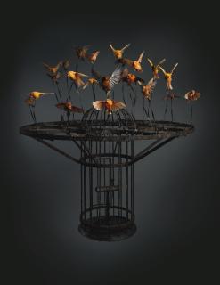 Polly Morgan - Systemic Inflammation