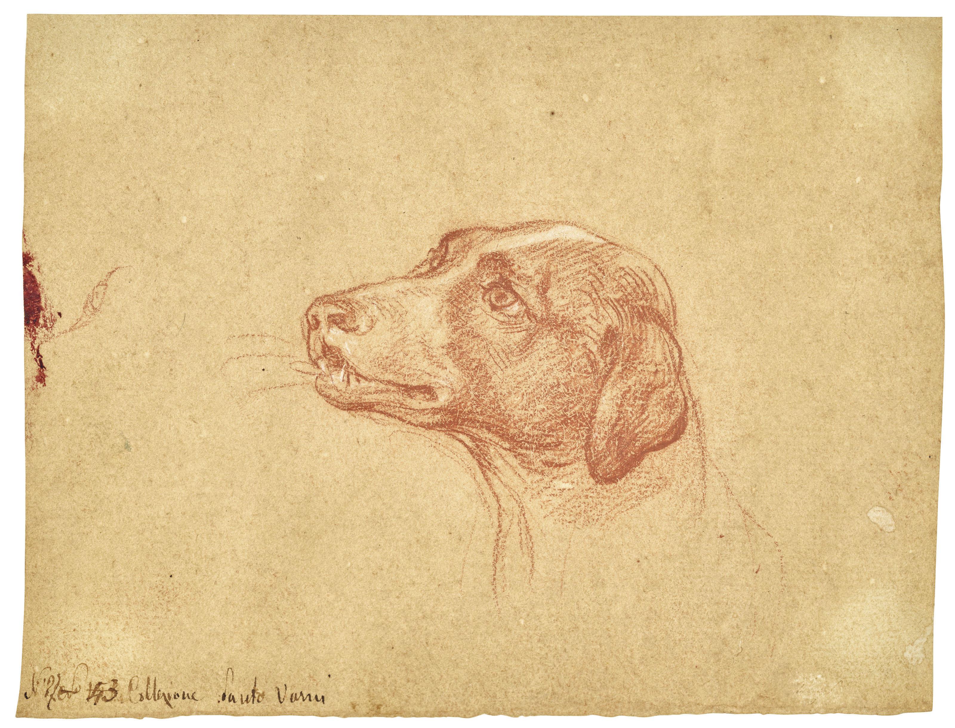 Pompeo Girolamo Batoni - A dog, looking to the left