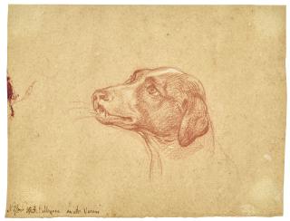 Pompeo Girolamo Batoni - A dog, looking to the left