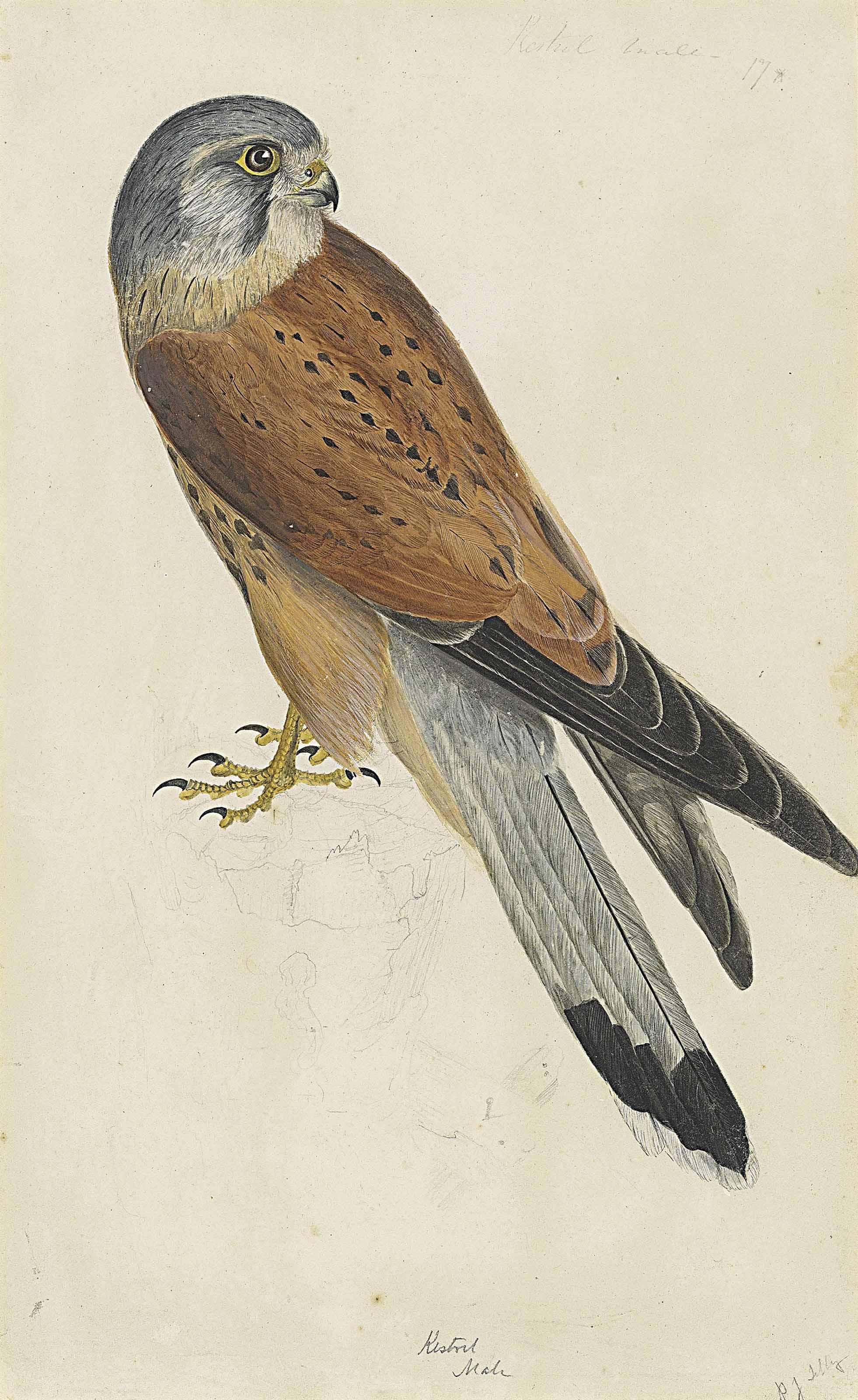 Prideaux John Selby - A Male Kestrel