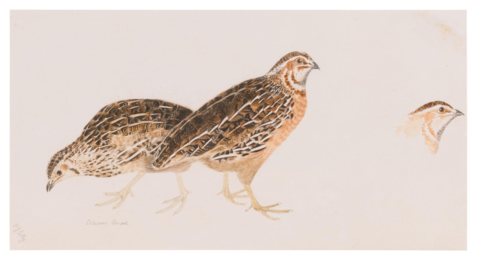 Prideaux John Selby - Common Quail, One Male, Two Female