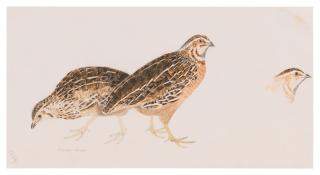 Prideaux John Selby - Common Quail, One Male, Two Female