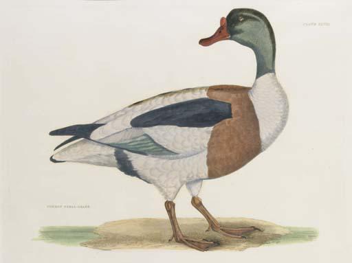 Prideaux John Selby - Common Shell-Drake, Plate XLVIII, from Illustrations from British Ornithology
