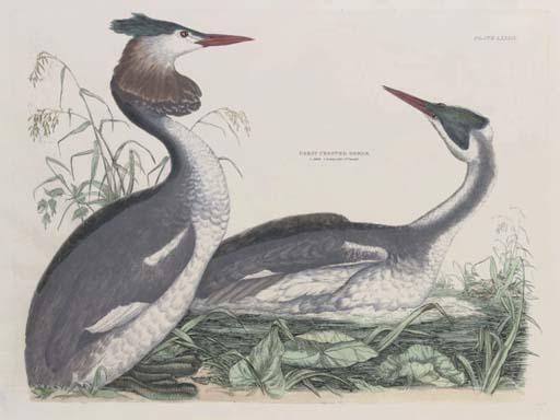 Prideaux John Selby - Great Crested Grebe, Plate LXXIII, from Illustrations from British Ornithology