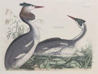 Prideaux John Selby - Great Crested Grebe, Plate LXXIII, from Illustrations from British Ornithology