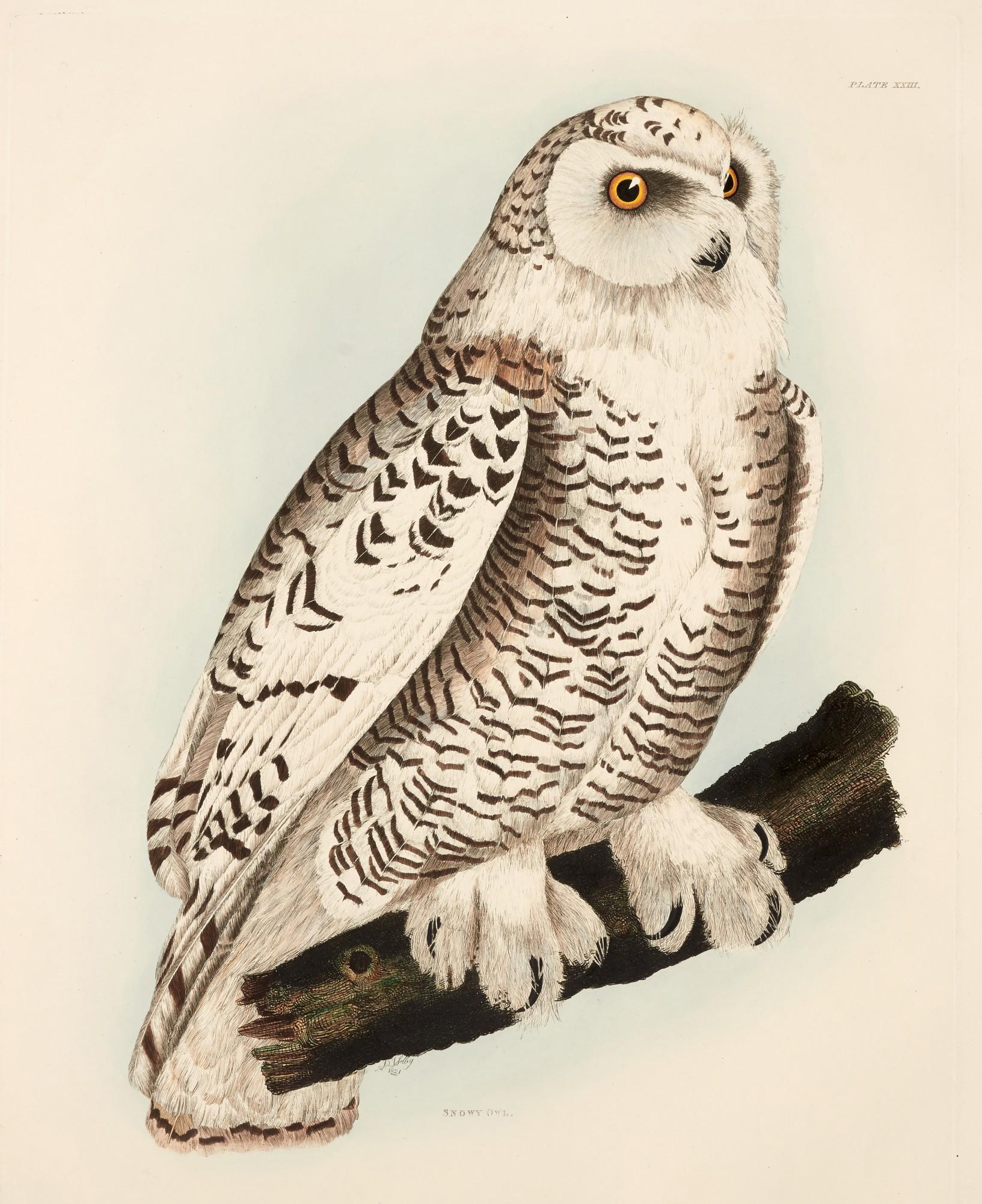 Prideaux John Selby - Illustrations of British Ornithology, 1833-1841, 4 volumes, contemporary green half morocco