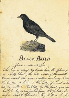 Prideaux John Selby - Ornithology. - A collection of printed and manuscript material by or to P.J. Selby, some relating to his \'Illustrations of British Ornithology\'. Provenance: Sir William Selby Church (1837-1928, nephew of P.J. Selby).