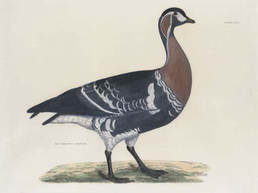 Prideaux John Selby - Red Breasted Bernicle, Plate XLVI, from Illustrations from British Ornithology