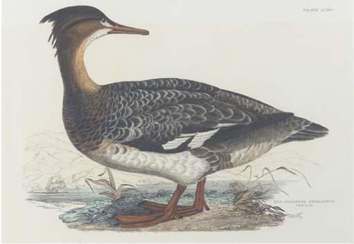 Prideaux John Selby - Sparrow Hawk, Female; Red Legged Hobby; Kestril, Male; Ash Coloured Harrier Male; Black Guillemot (Summer Plumage, Winter Plumage); Eared Grebe, Young; Red Breasted Merganser, Female; And Bimaclated Teal, Female