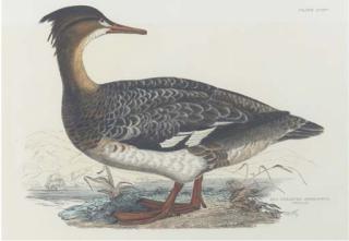 Prideaux John Selby - Sparrow Hawk, Female; Red Legged Hobby; Kestril, Male; Ash Coloured Harrier Male; Black Guillemot (Summer Plumage, Winter Plumage); Eared Grebe, Young; Red Breasted Merganser, Female; And Bimaclated Teal, Female