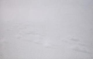 Qiu Shihua - Untitled