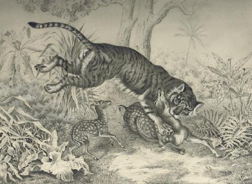 Raden Sarief Bustaman Saleh - A tiger killing a sika deer