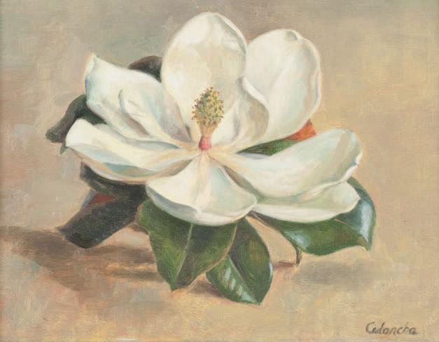 Rafael Cidoncha - Fleur de magnolia