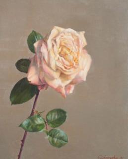 Rafael Cidoncha - Rose