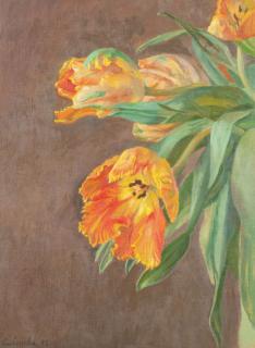 Rafael Cidoncha - Tulipes