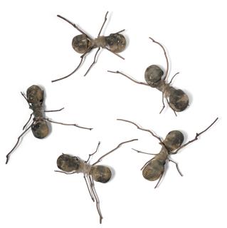 Rafael Gómezbarros - Casa Tomada (House Taken Over)