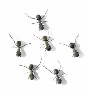 Rafael Gómezbarros - Casa Tomada (House Taken Over)