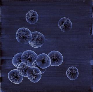 Rafal Bujnowski - Untitled (From Colonies Series)