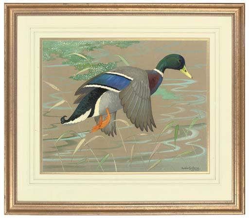 Ralston Gudgeon, R.S.W. - A drake in flight