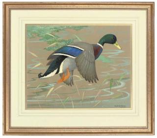Ralston Gudgeon, R.S.W. - A drake in flight