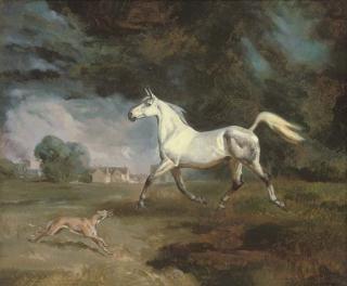 Raoul H. Millais - The grey Arab