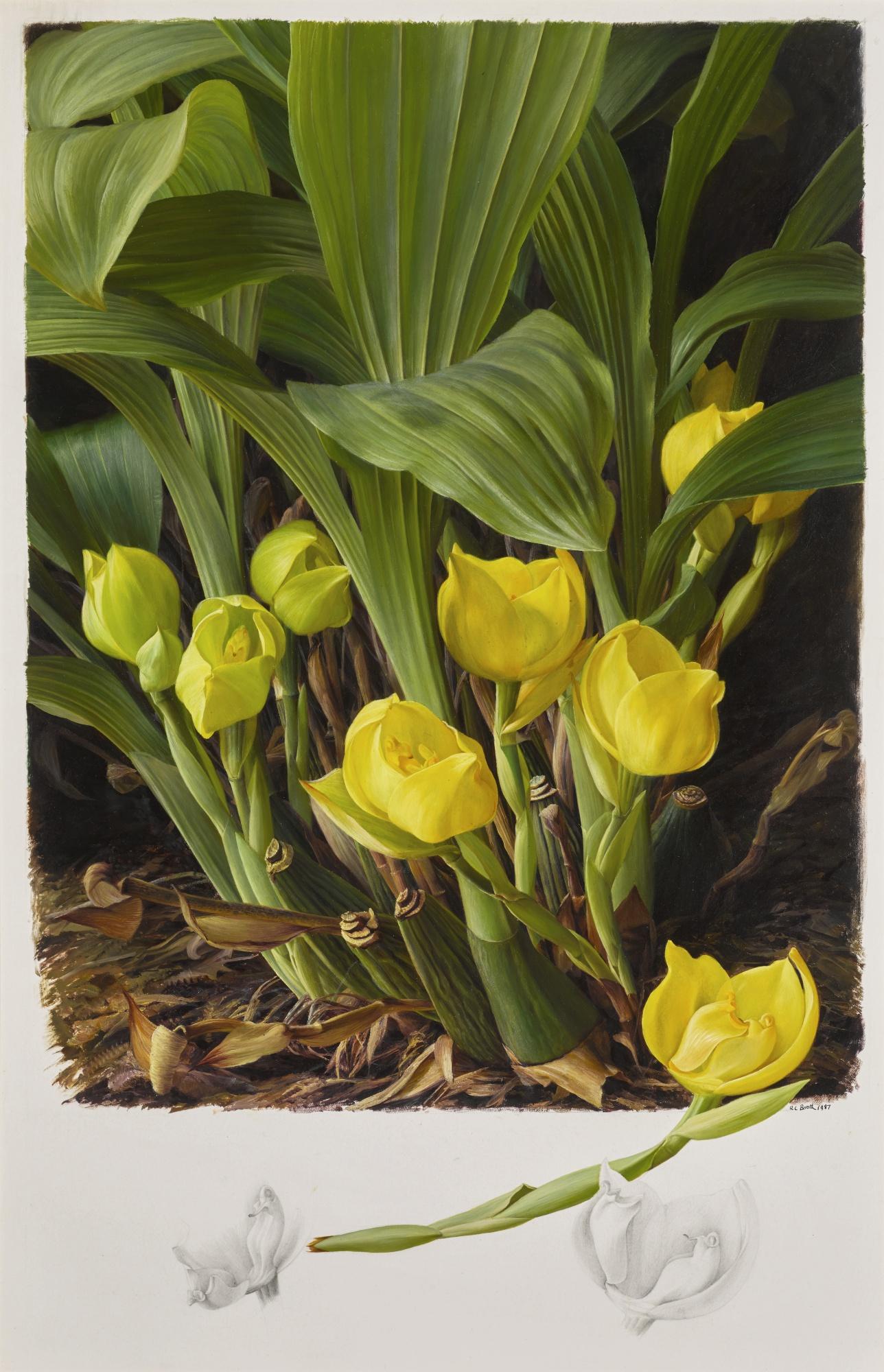 Raymond Booth - Anguloa Clowesii