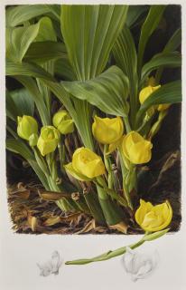 Raymond Booth - Anguloa Clowesii