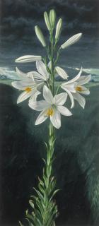 Raymond Booth - Madonna Lily