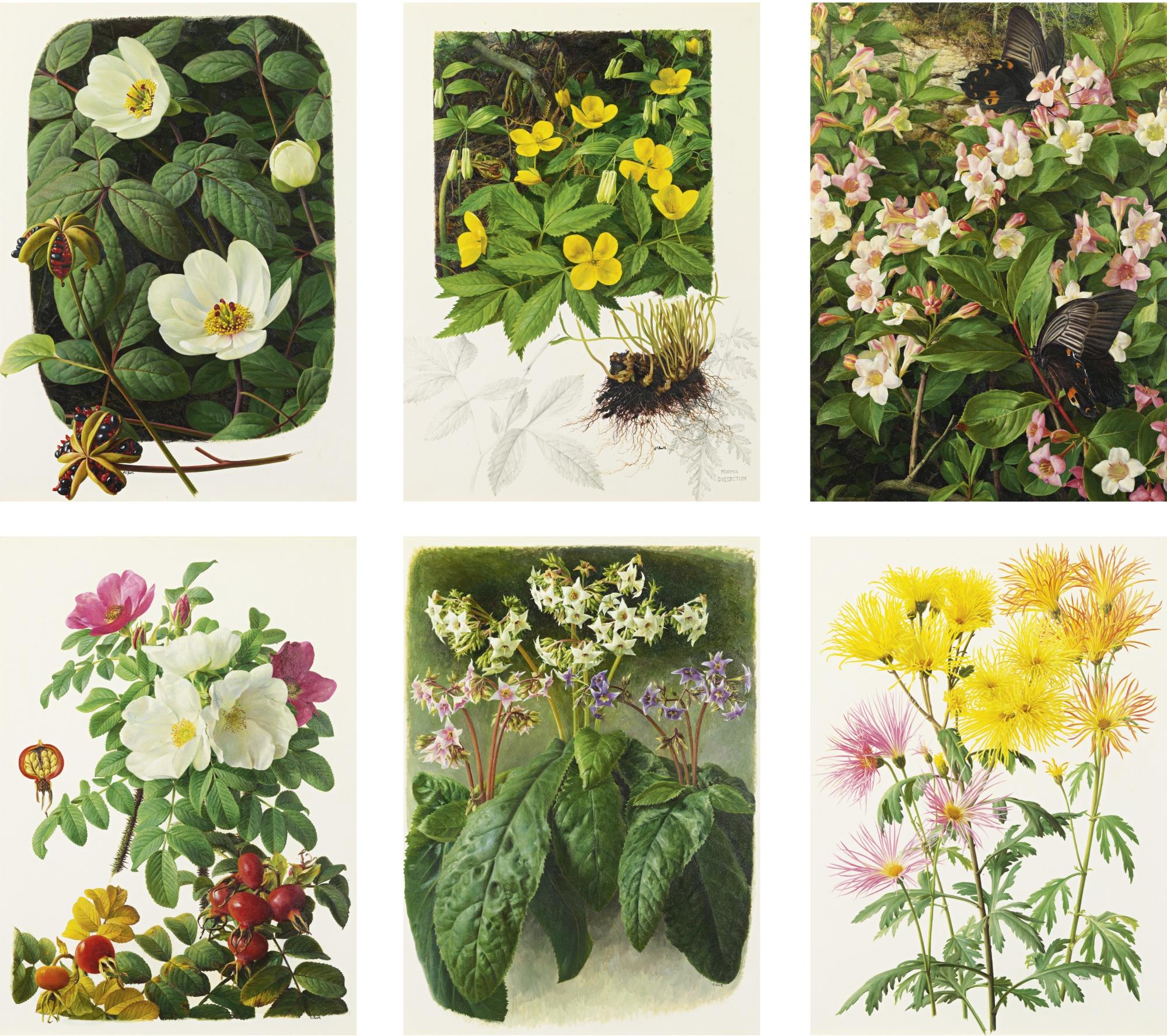 Raymond C. Booth - Florals: Six Paintings