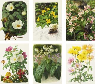 Raymond C. Booth - Florals: Six Paintings