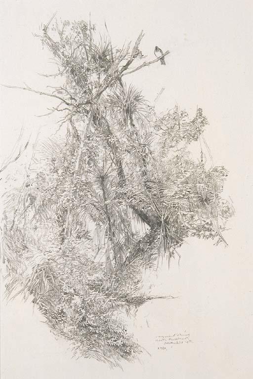 Raymond Harris-Ching - North Auckland Forest and New Zealand Pigeon