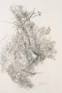 Raymond Harris-Ching - North Auckland Forest and New Zealand Pigeon