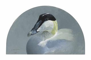 Raymond Harris-Ching - Study Of The Head Of An Eider Drake