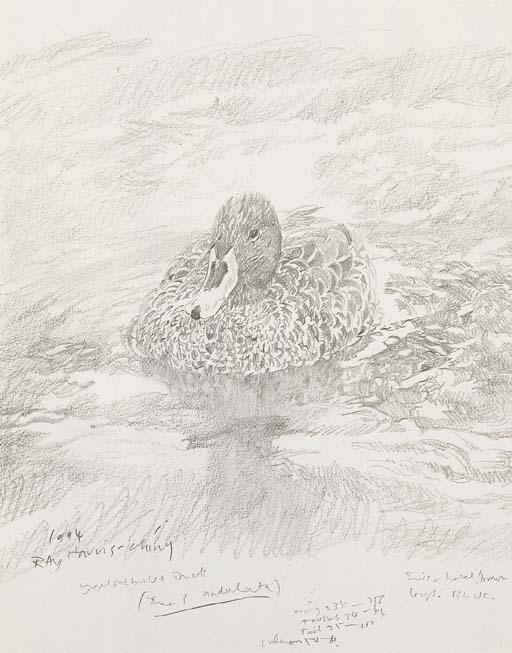 Raymond Harris-Ching - Yellowbilled Duck