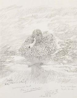 Raymond Harris-Ching - Yellowbilled Duck