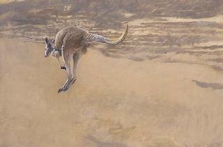 Raymond Harris Ching - Young Red Kangaroo in a Great Continent